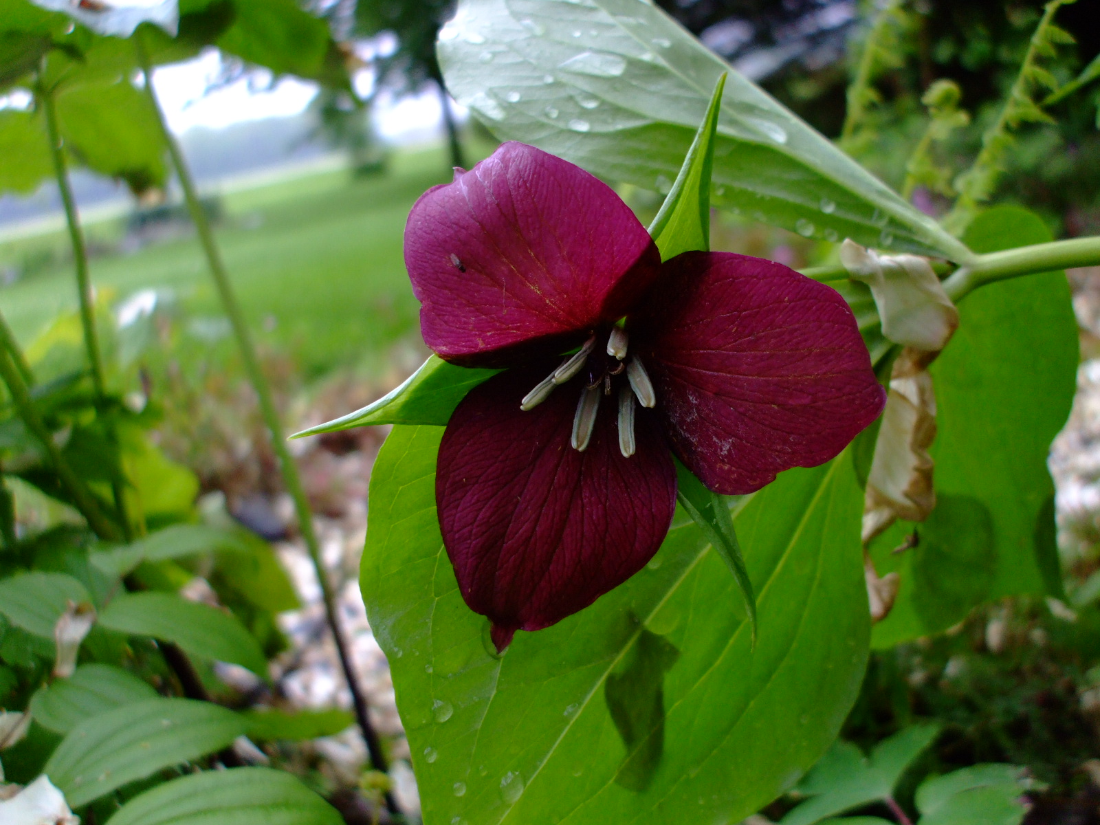 Trillium vaseyi